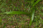 Savannah-panicgrass